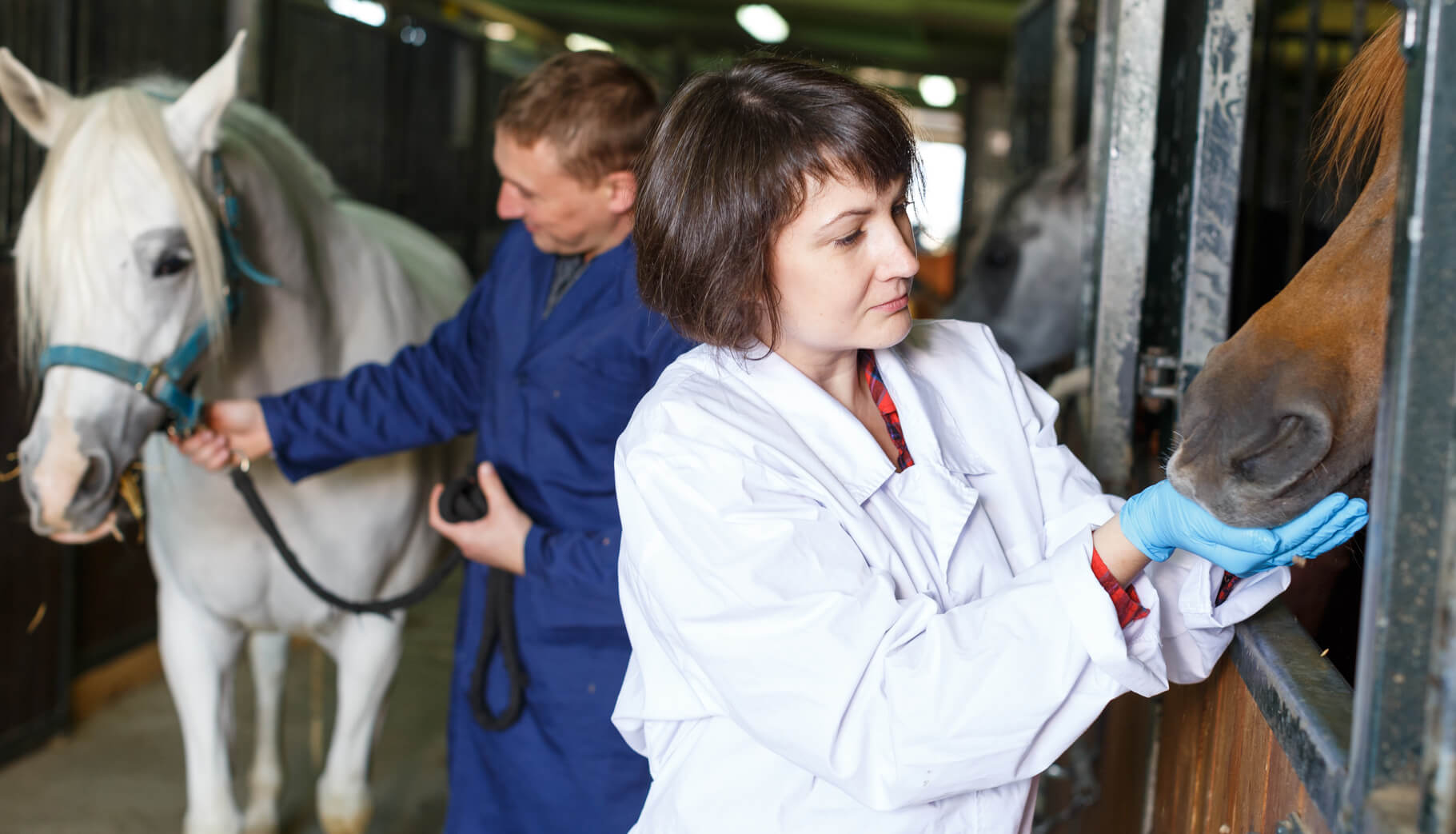 Quanto ganha um médico veterinário